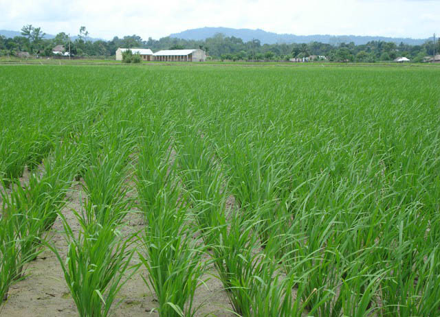 Image of Agricultural 5